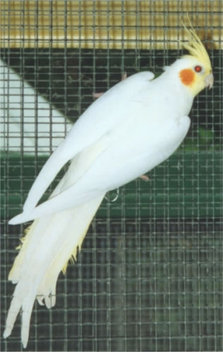 the albino cockatiel